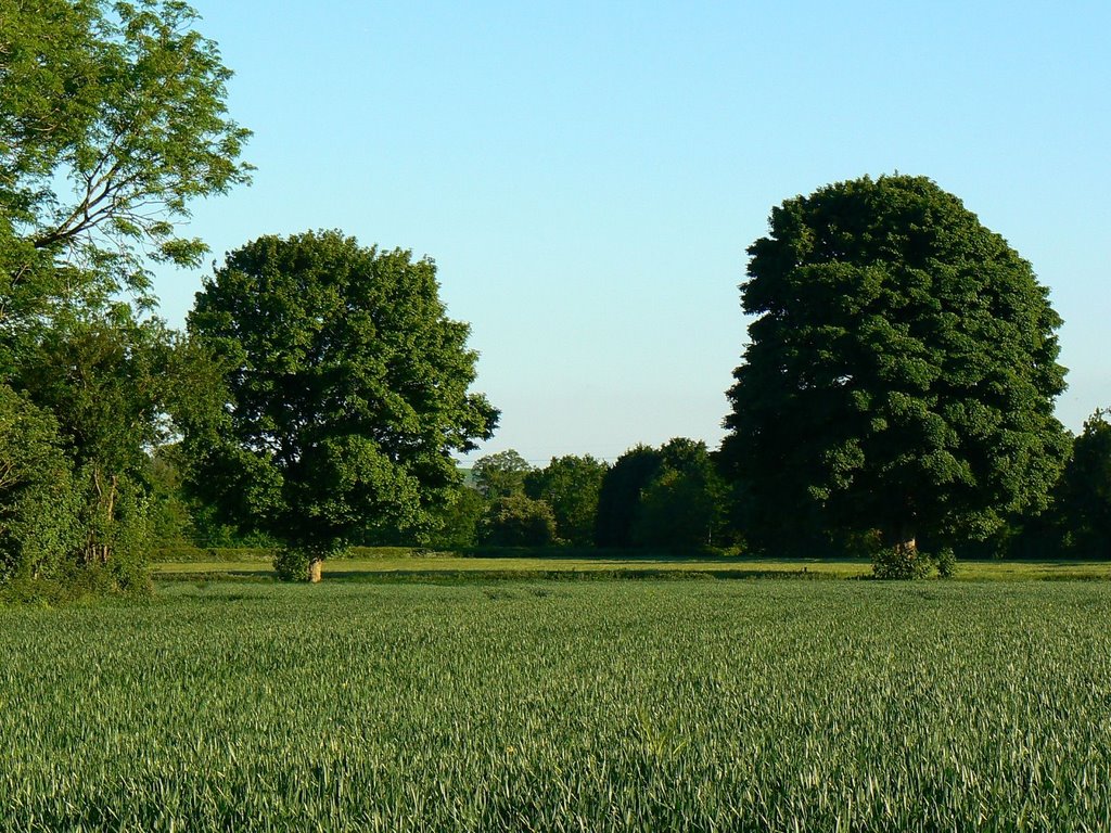 Trees and cereal crop, east of Eastcourt (S) May 2009 by Brian B16