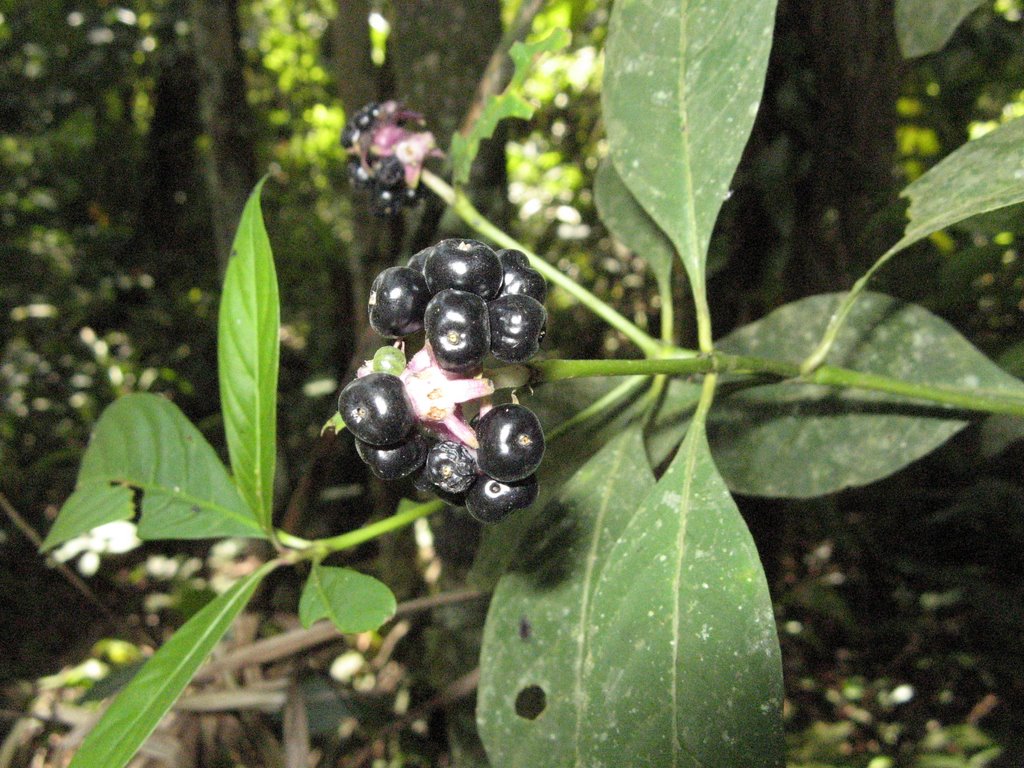 _Psychotria hoffmannseggiana_ (Rubiaceae) - Frutos by Fábio Vicentin Diniz