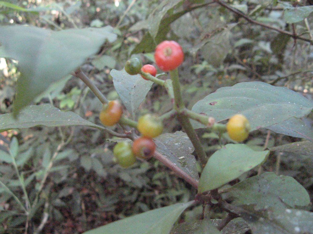 _Psychotria mapourioides_ (Rubiaceae) - Frutos by Fábio Vicentin Diniz