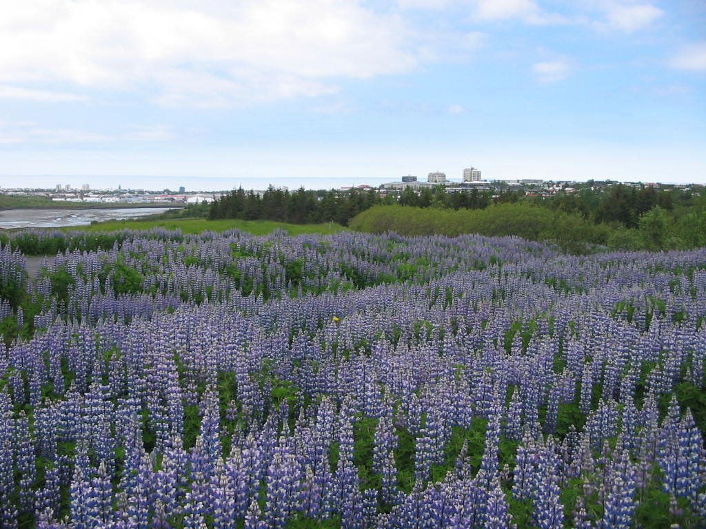 Lupins over Reykjavik by Roman Zakharii