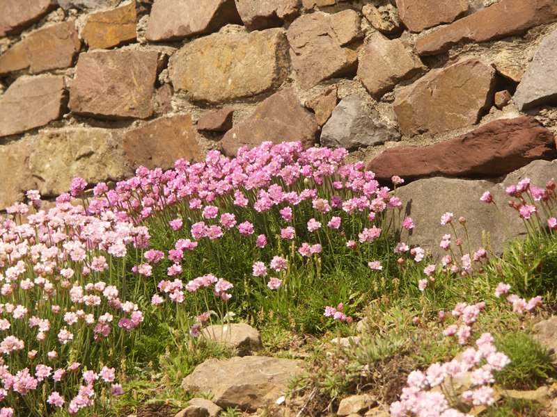 Sea Thrift at Roonagh Pier by accony