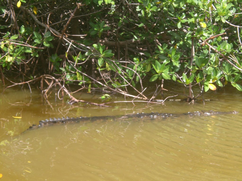 COCODRILO EN MANGLAR 3 by DIEGO COLOMER