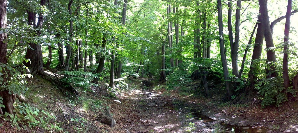 Do dziś zachowały się fragmenty głębokiej niegdyś na 5 m fosy. Fosa Wał Szwedzki Panorama. Remaining after depth to 5 meters Moat from medieval. by christophorus80