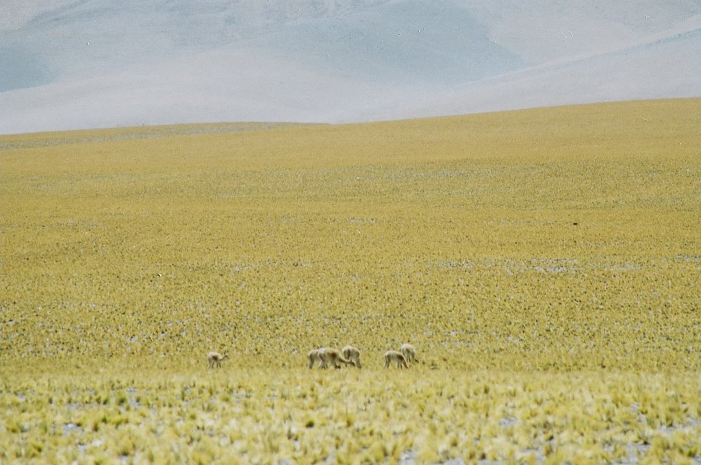 Catamarca, paso san Francisco by angel dario moran