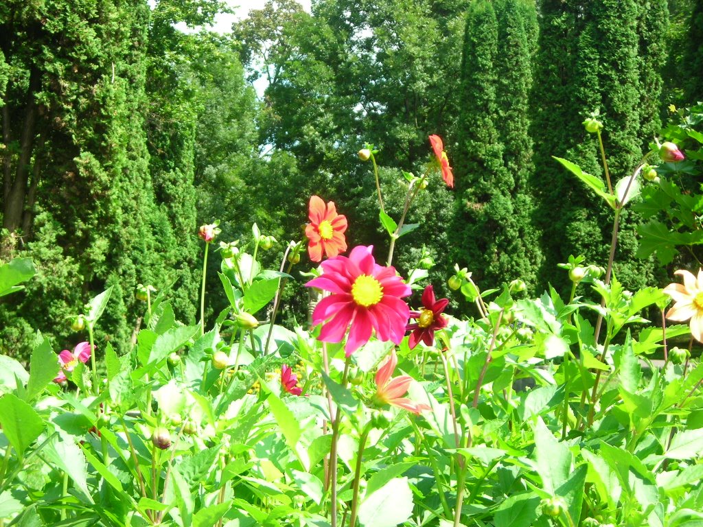 Bistrita, agosto de 2006, durante mi Tercer Viaje a Rumania. by viajeroandaluz