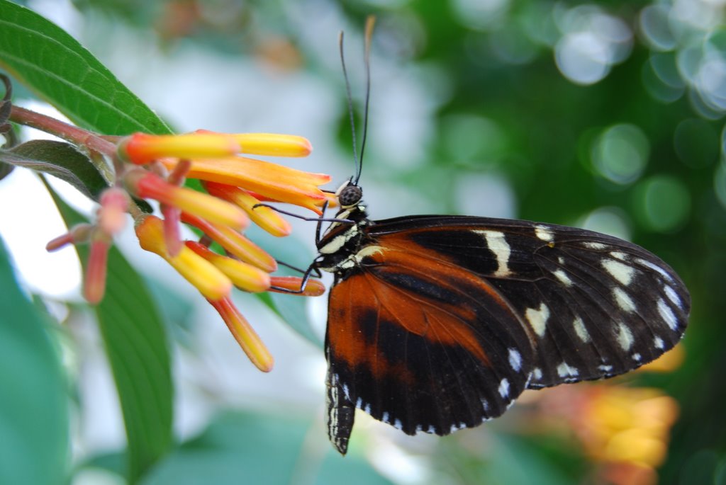 Butterfly Conservatory by Ryan Kozelka