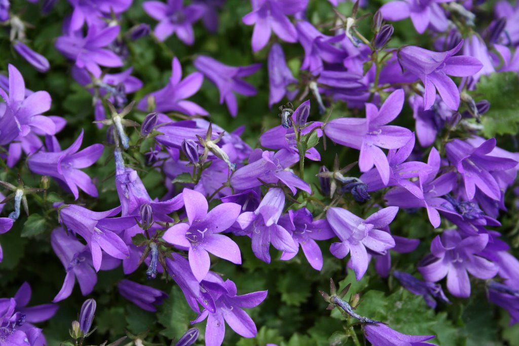 Klokjes bloem Campenula by Auko Mensinga