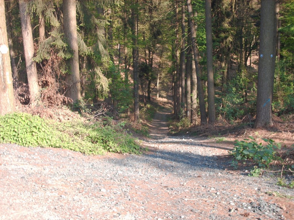 H©) April 2009 / In der hohen Mark - Wanderweg zum Fernmeldeturm /4 by Hannes Th.