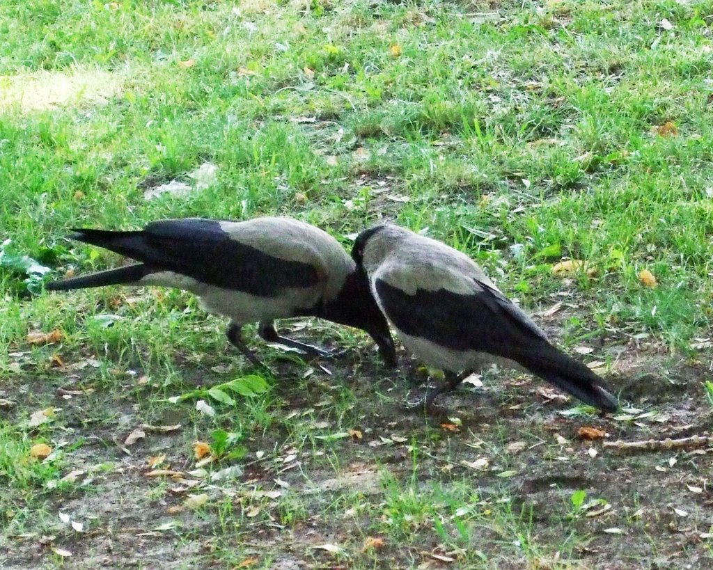 Hugin and Munin = Думающий и Помнящий by Larissa Ivchenko