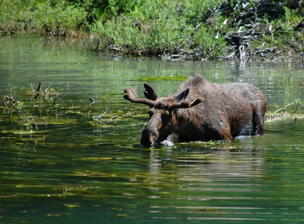 Moose at Glacier by codysewell