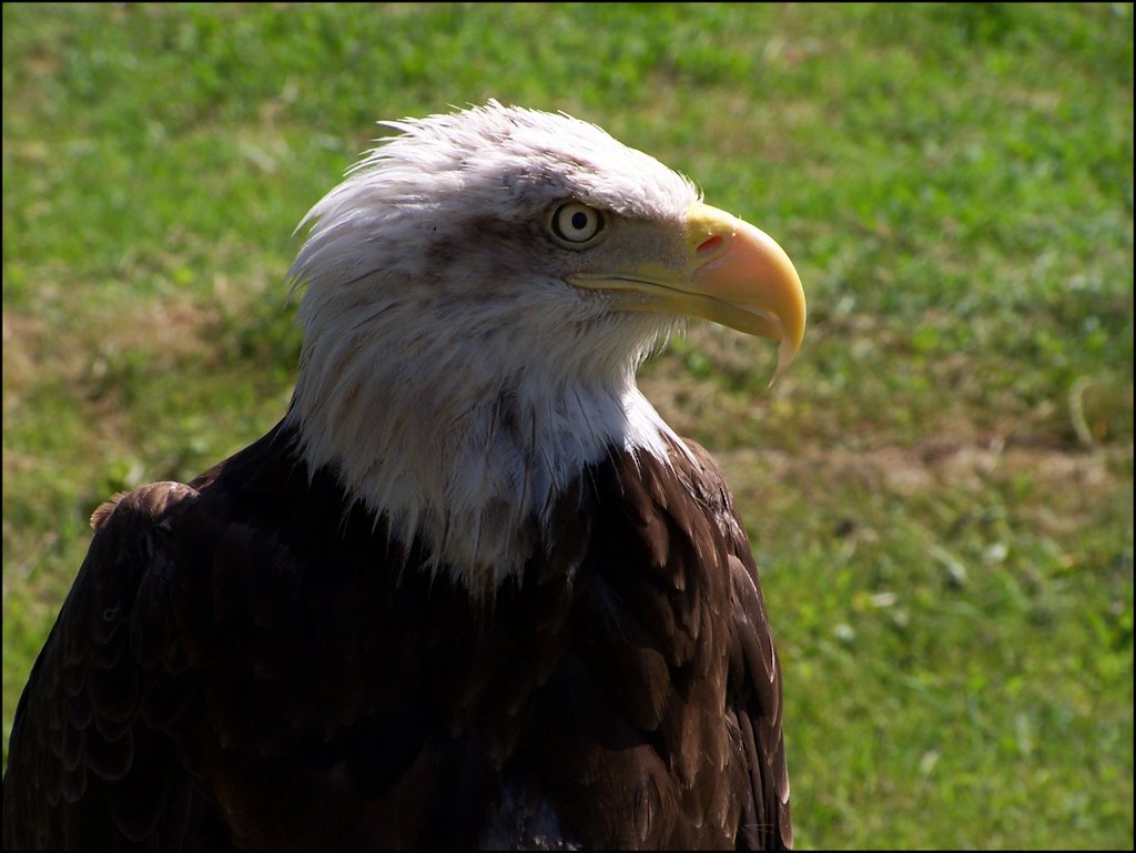 Pigargo Cabeciblanco. Aguila Calva, Americana o de Cabeza Blanca by Igor Llano Viteri