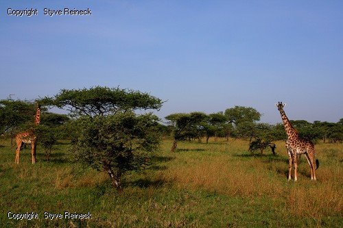 Serengeti by Styve Reineck