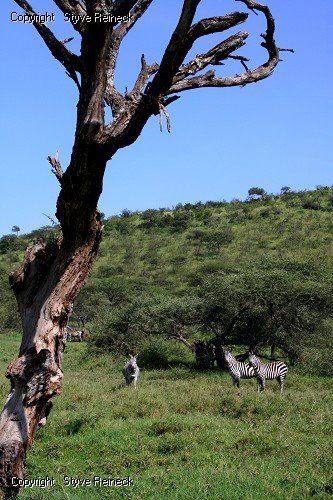 Serengeti by Styve Reineck