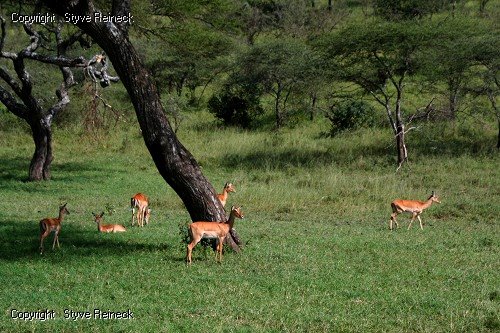 Serengeti by Styve Reineck