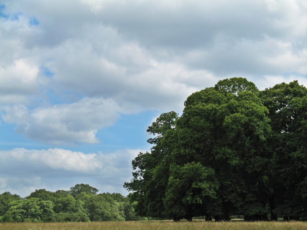 Richmond Park in Summer by David Wilson