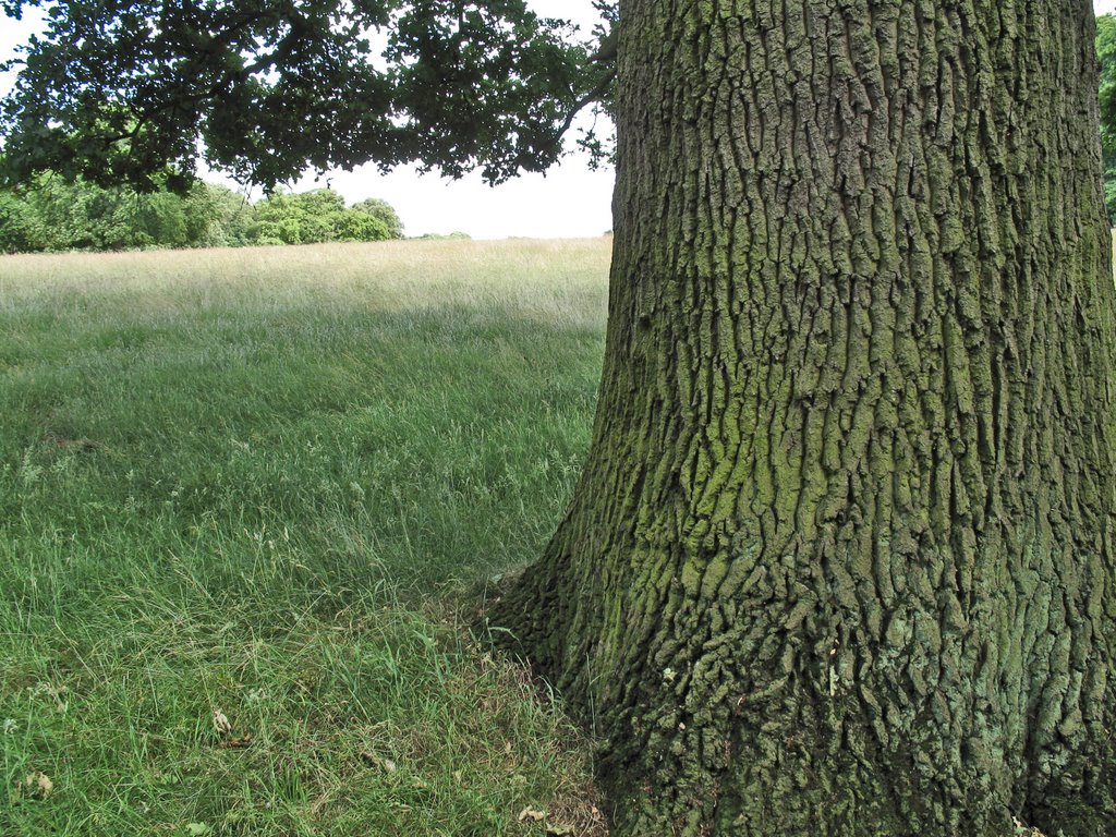 Untitled 4 - Richmond Park by David Wilson