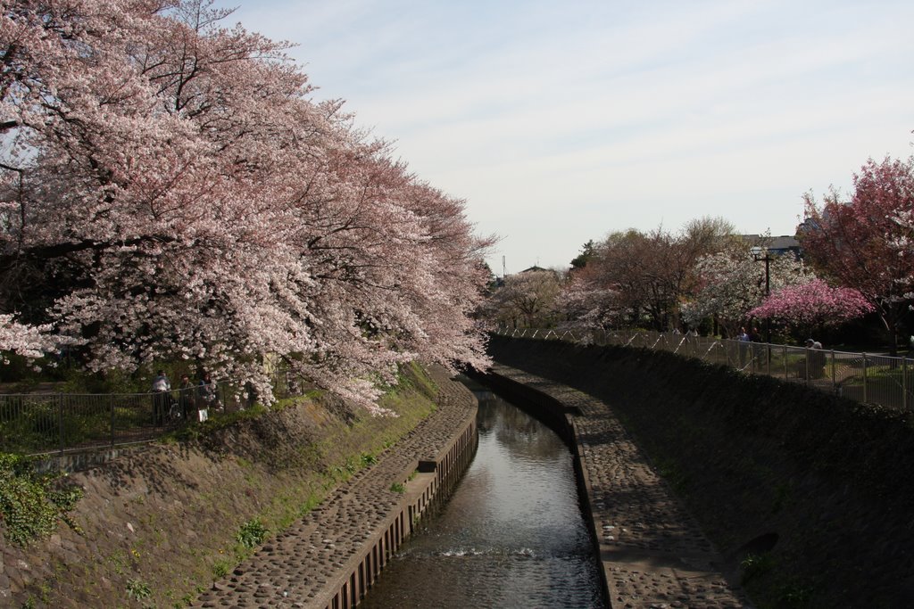 春の善福寺川公園 by yoikoseki