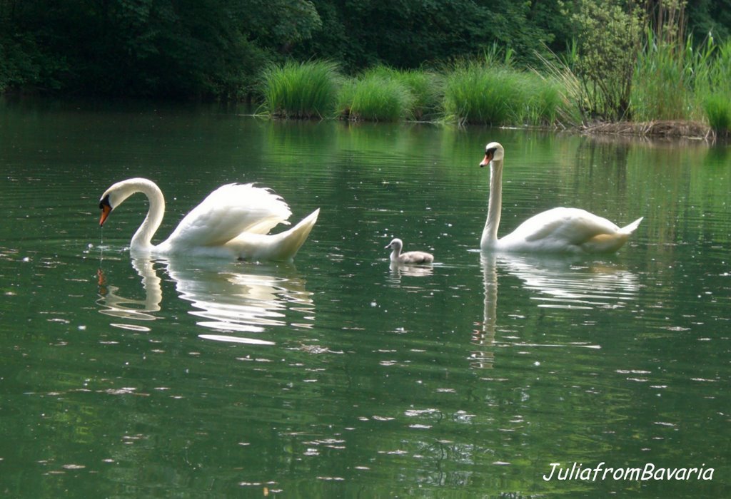 Swan family by JuliafromBavaria