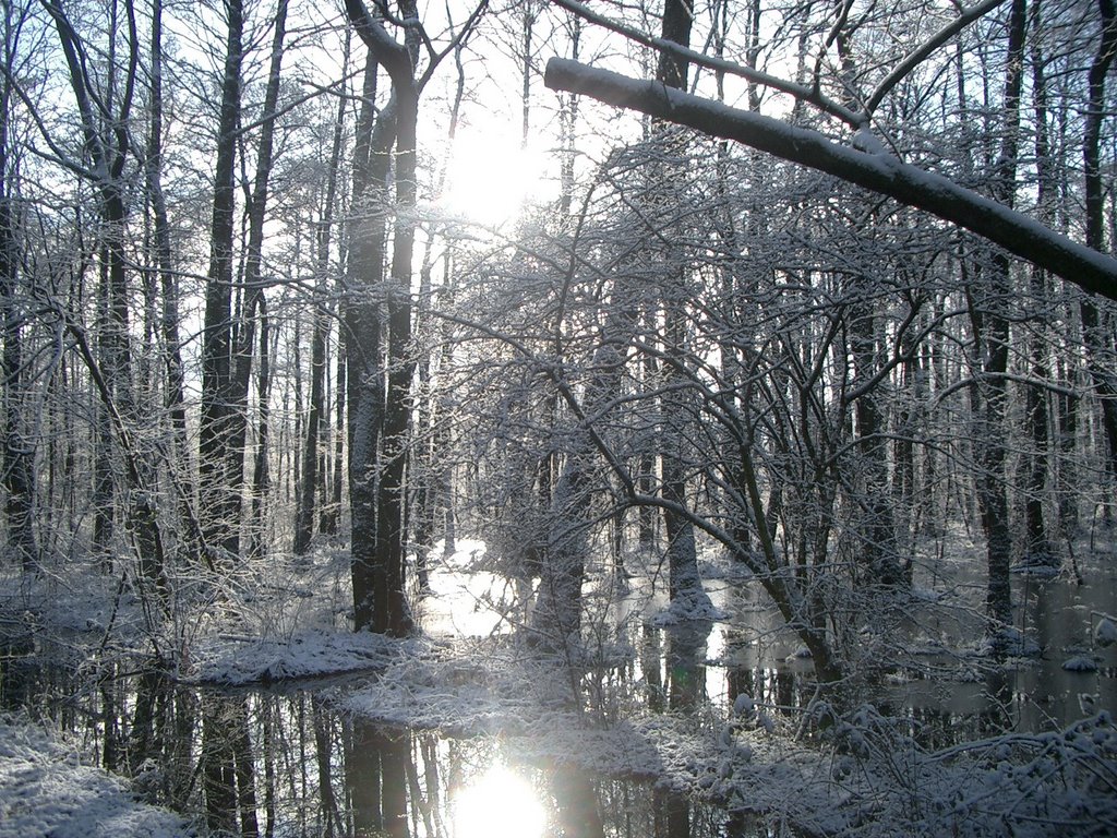 Wintermorgen im Eller Forst - Jan.2005 by sebonline