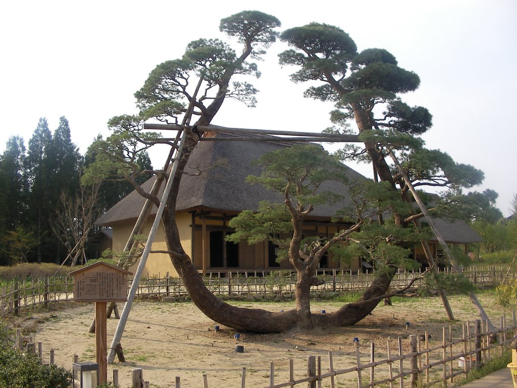 Crane's pine(Lake side park in government-run Michinoku grov)　国営みちのく杜の湖畔公園「鶴の松」 by myscenery