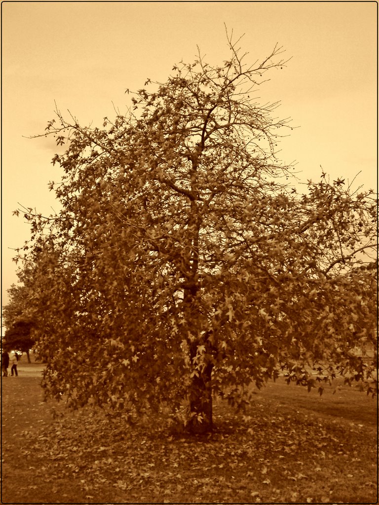 TRANSFORMACIONES DE LA NATURALEZA, DURO OTOÑO! by dasumo