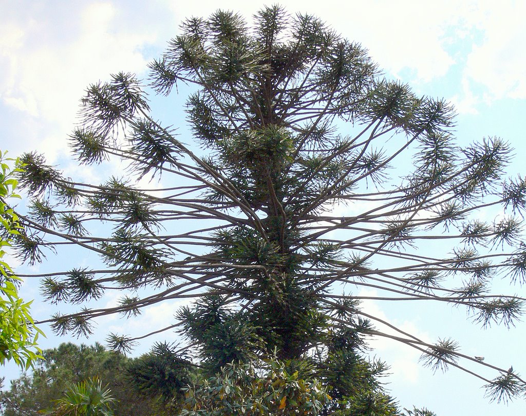 Characteristic tree ... by Lohn Agoston