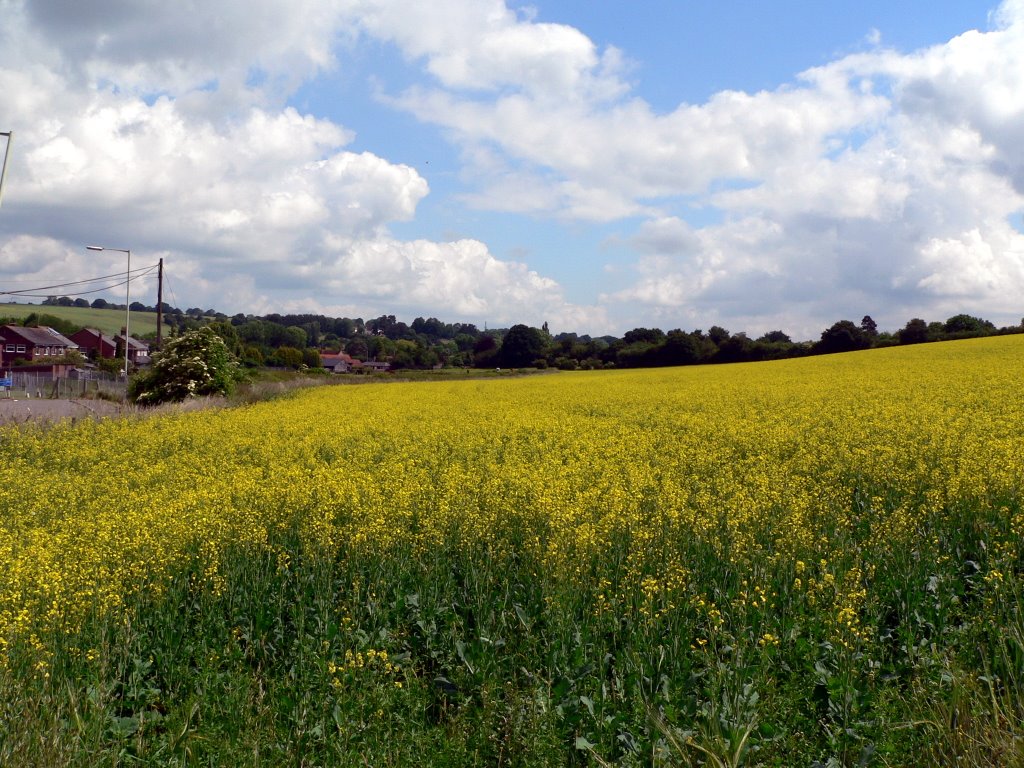 Rape Seed Oil field, Upper Bourne End Lane, Bourne End, Hertfordshire by Frank Warner