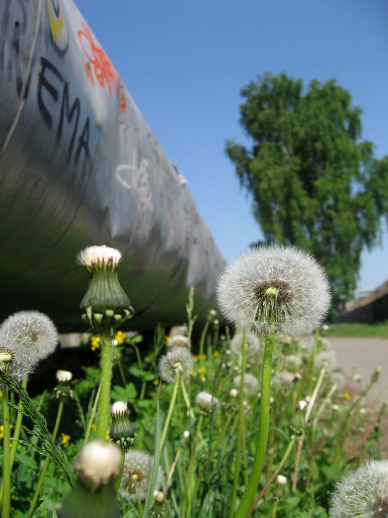 Puffball by Novi