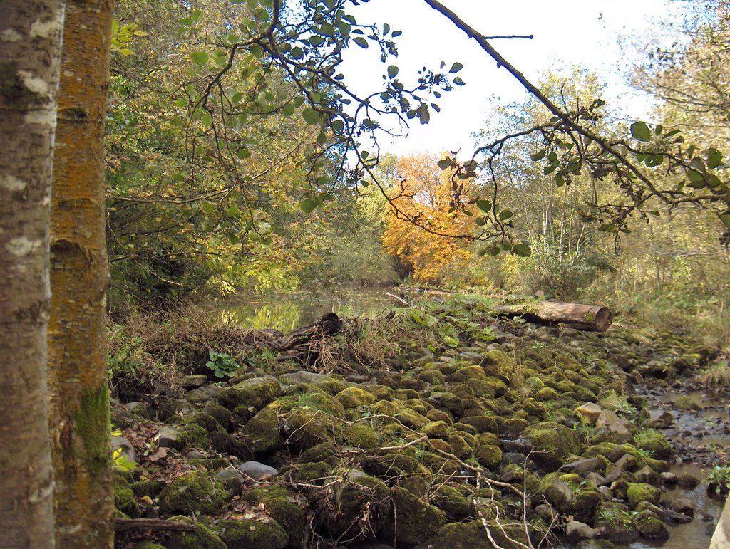 Riparian Walk Coolaney by Noel Ballantyne