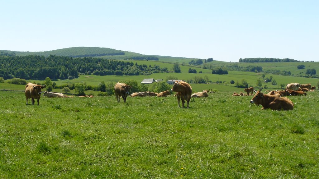 Vaches Aubrac by Mich Breiz (Michbrei…