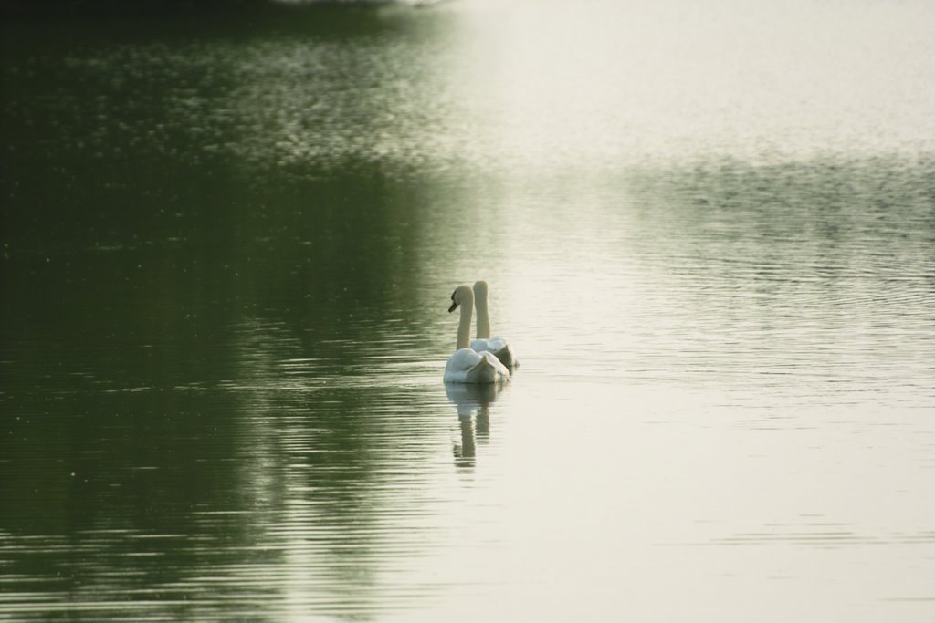 Zwanen op de plas by Josephine 1