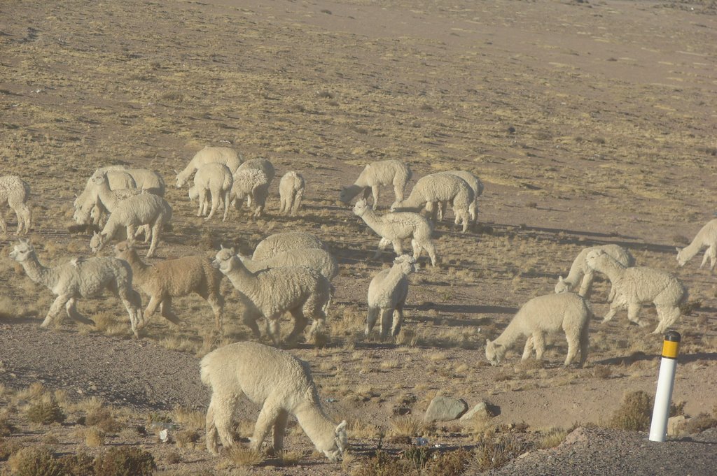 Vicunhas - Peru by ANSTZA