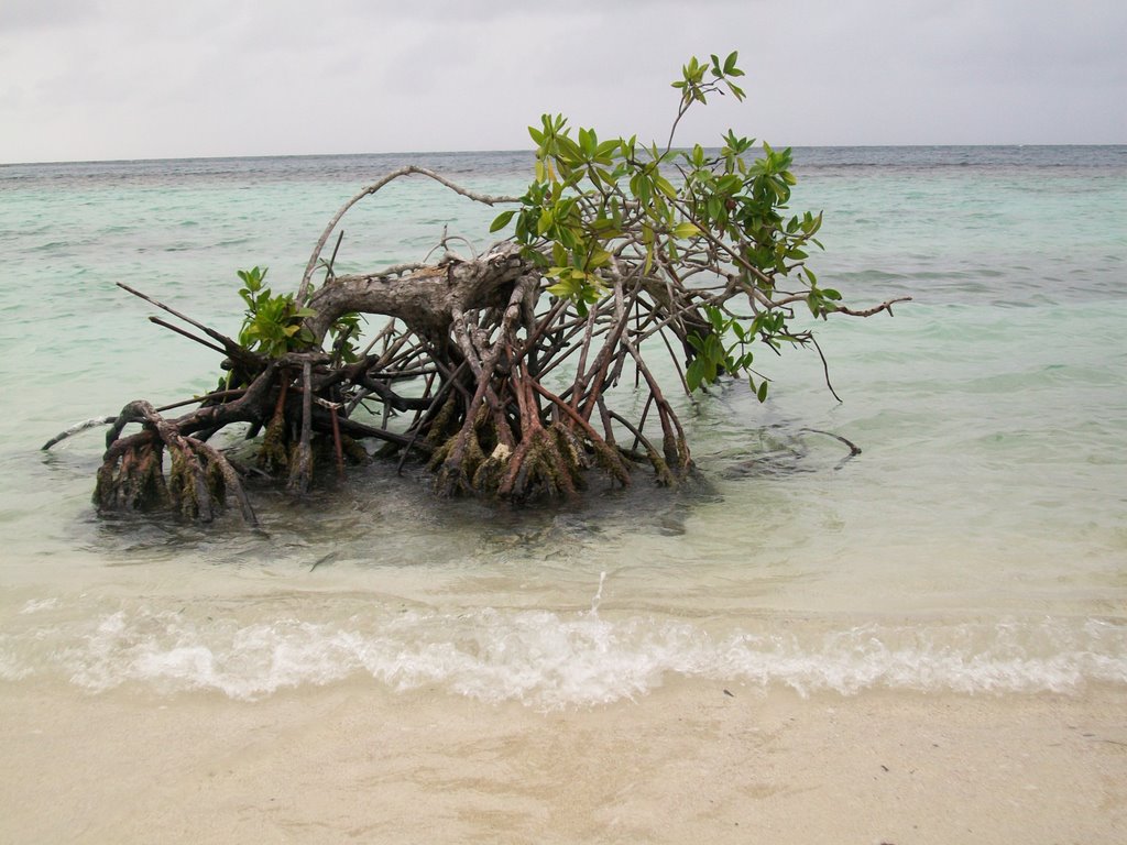 Manglar by Spizaetus