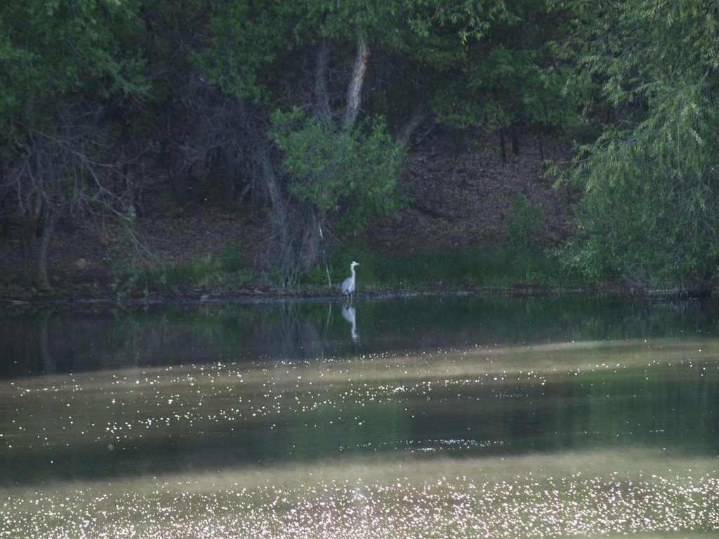 Lynx Lake Blue Heron by Gerry Church