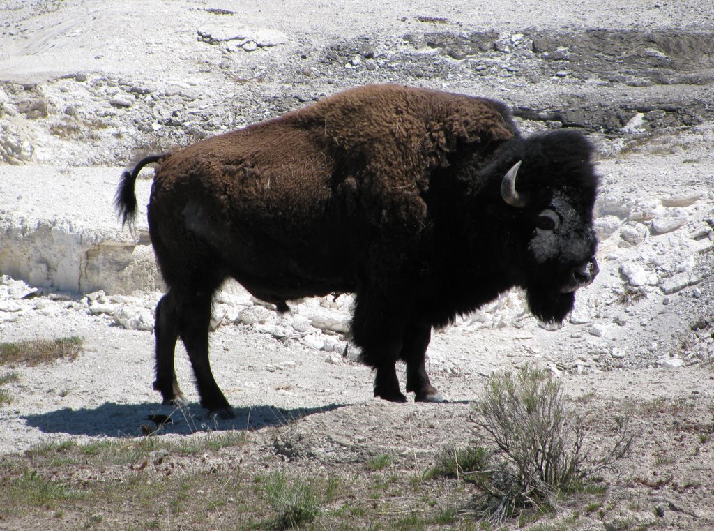 Warrior Bison - Mammoth Hot Springs - Yellowstone National Park, WY, USA. by André Bonacin