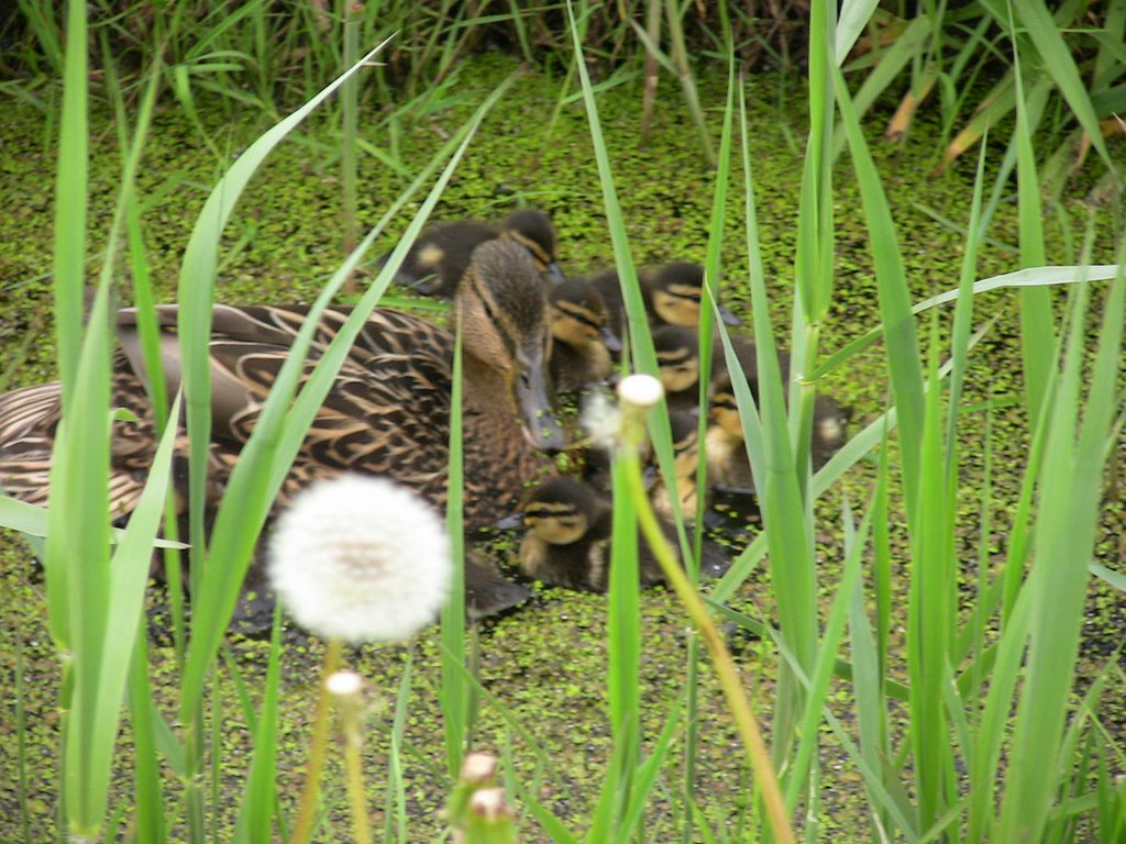 Duck with little one by Animal Place by John de Crom