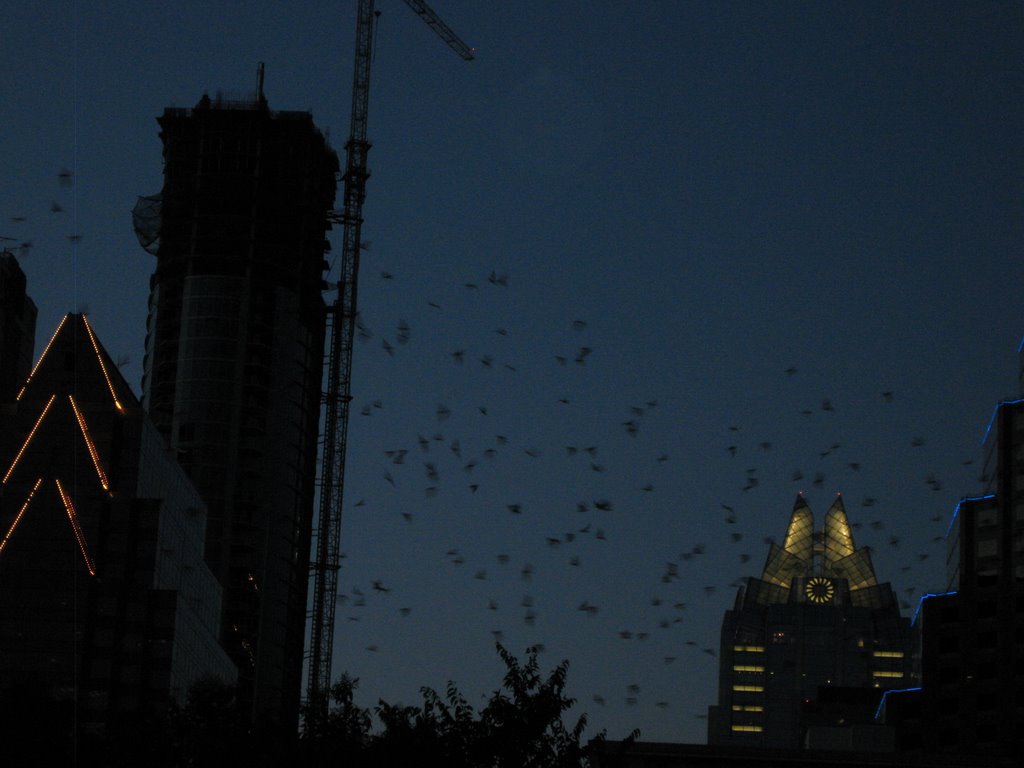 Congress Avenue Bridge Bats by cwoods