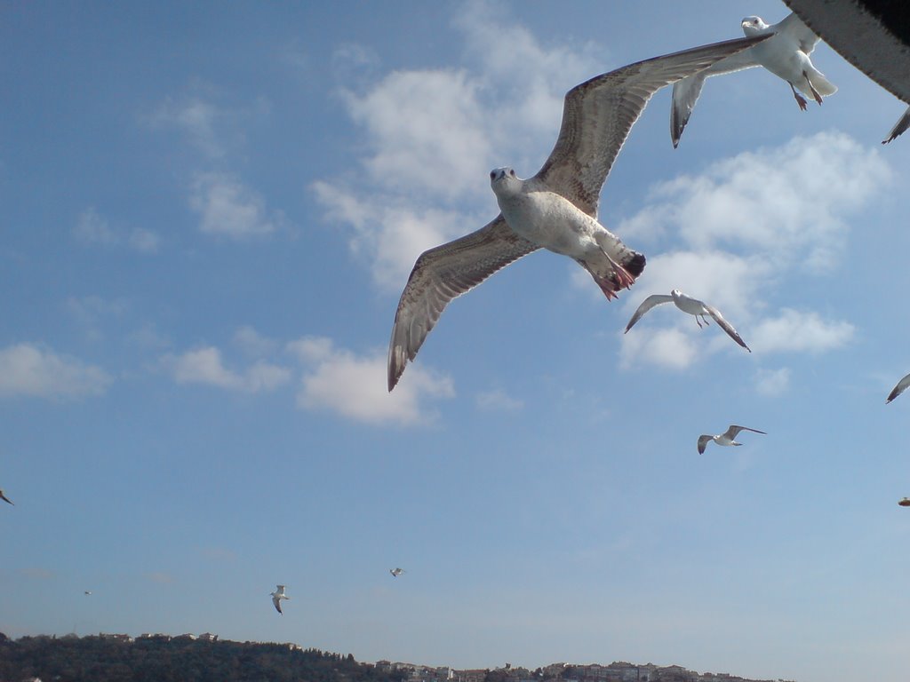 Boğaz'da Martılar - Seagulls of Bosphor by Look_to_Discover