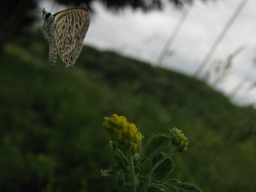 Cazada al buelo by Jose Abuin