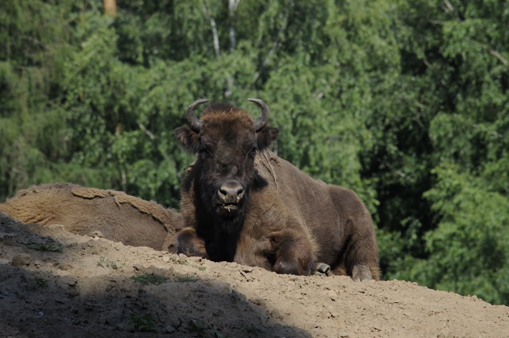 Wisent by chris_u_guenter