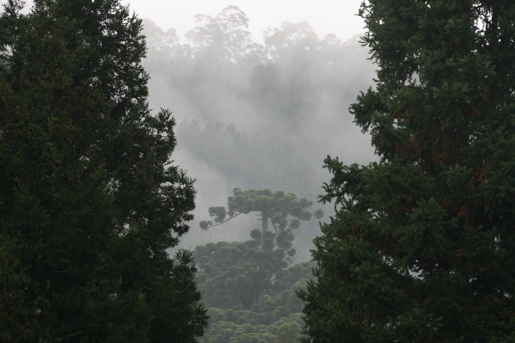 Araucária entre brumas by PatyPeceguiniViana