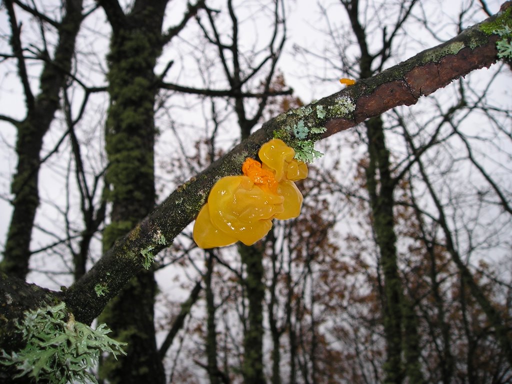 Robledal. Otoño de 2003. Jarandilla by viajeroandaluz