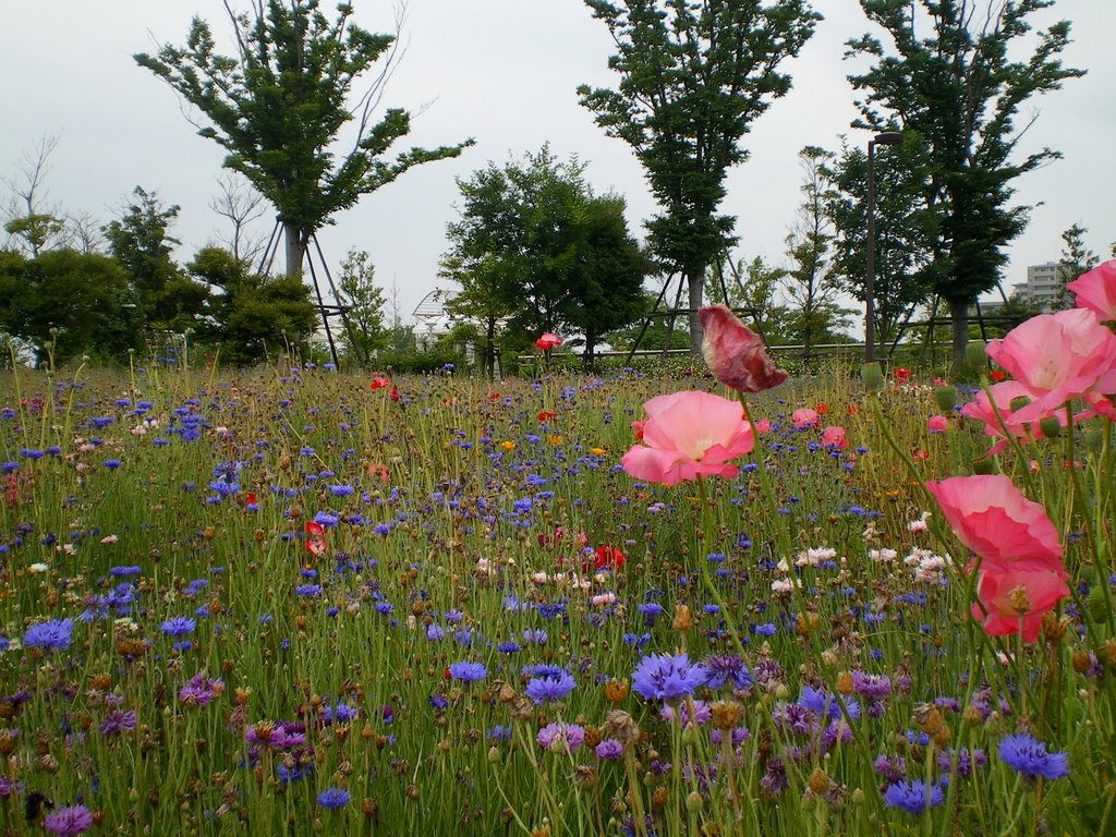 福岡　アイランドシティー中央公園（グリッピ）　Island-city Central Park "grippi" in Fukuoka,Kyusyu,Japan.2009.Landscape. by 表野　豊