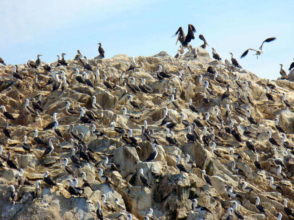 Aves guaneras by Lino Huamán Mejía