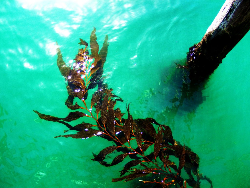 The water at Avila Beach, CA by uofcrob