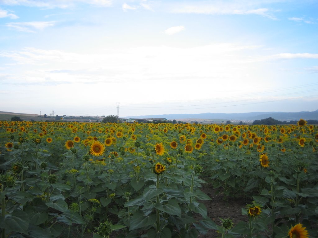 Girasoles by Itoman