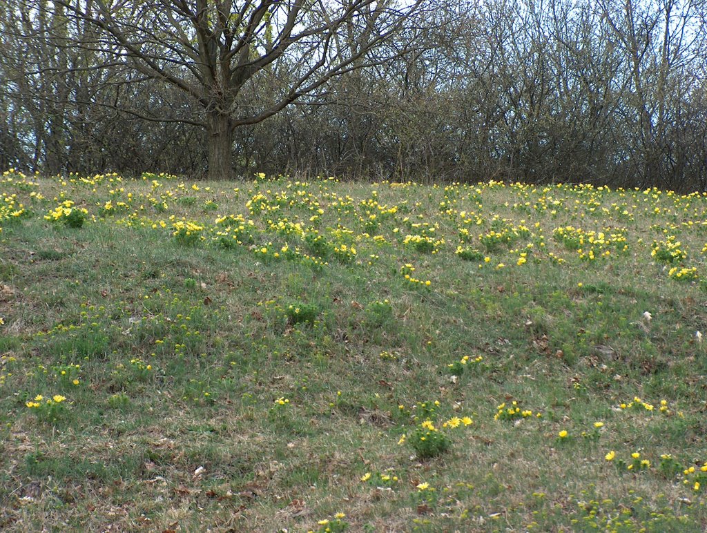 Adonis vernalis by dannoramio