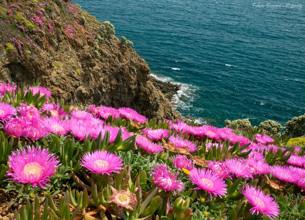 Fioritura su Punta Falcone by boga85