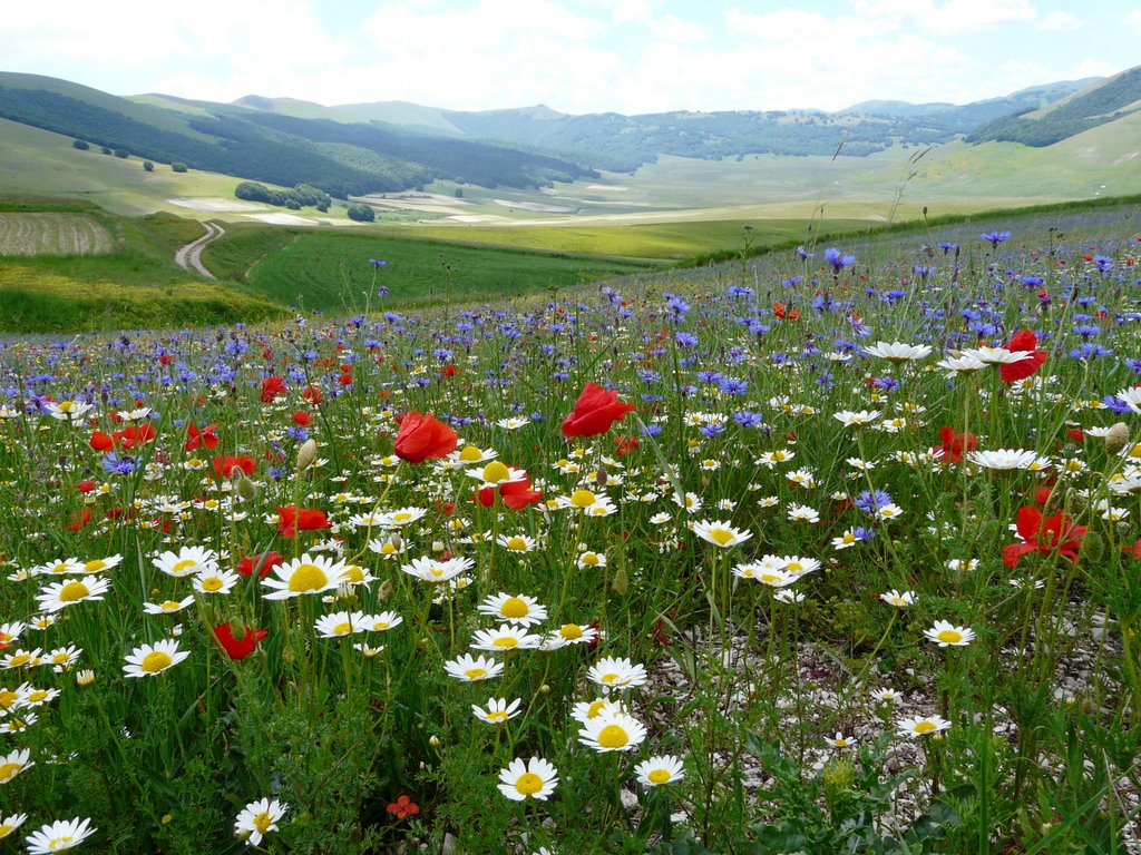 Piana di castelluccio giugno 09 by laura.giovanardi