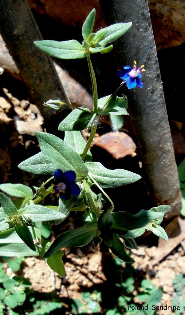 Mini,... fleur (0,6cm) by Rol/Photo/Alsace